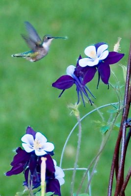 Humming in Wisconsin