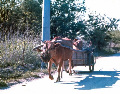 Mom & Calf Going by a Minefield on Left - Chorwon Area Buffer Zone