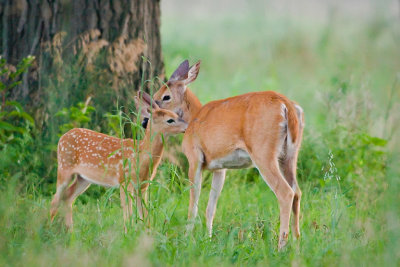 Fawn n Mom Nuzzling