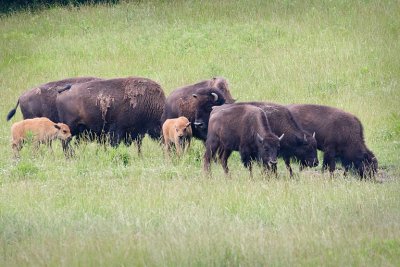 Bison Herd