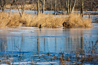 Frozen Pond and Weeds