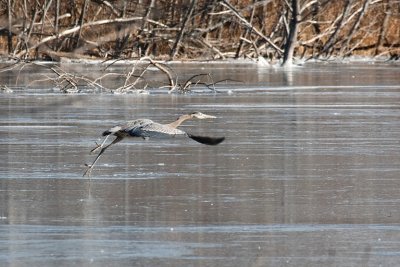 Great Blue Heron Leaving the Ice