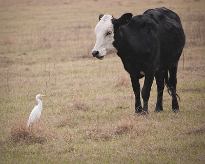 Cow Meets Cattle Egret