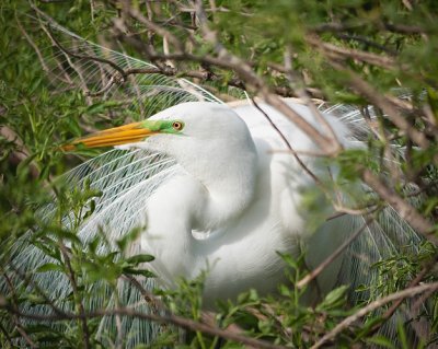 Great Egret on Tight Nest
