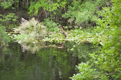 Backwater Foliage