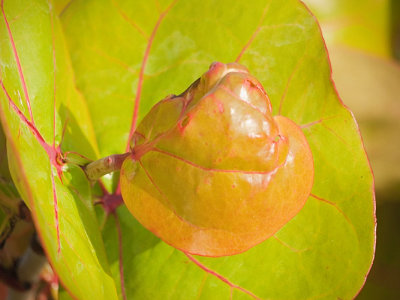 Sea Grape Leaf