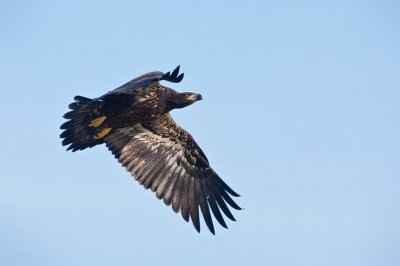 Eaglet Flying