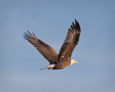 Eagle Flying w Fish