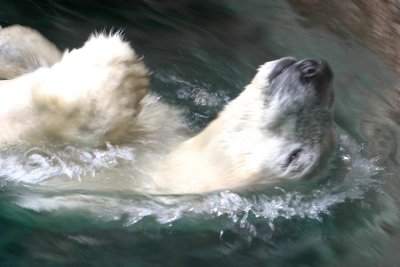 Backstroke Polar Bear
