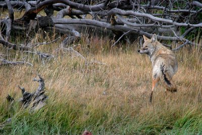 Coyote at Woodpile