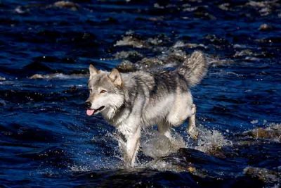 River Wolf
