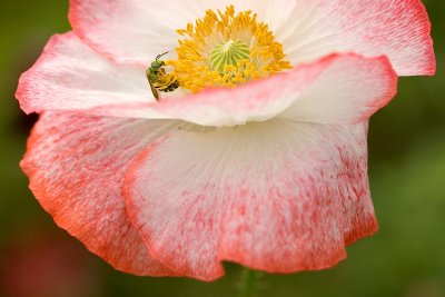 Poppy Nectar