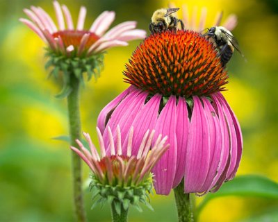 Cone Flower Bees