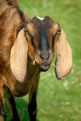 Goat Cutey