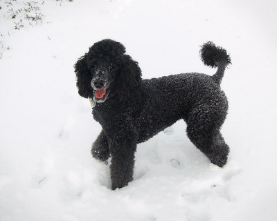 Josie in Snow