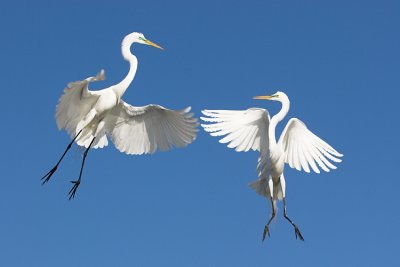Great Egrets Facing Off