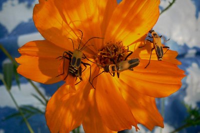 Bugs on Orange Flower .jpg