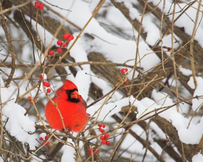 Cardinal w Berry