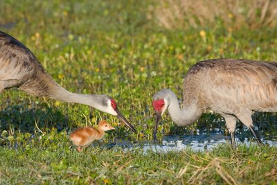 Sand Hill Crane Parents with Chick