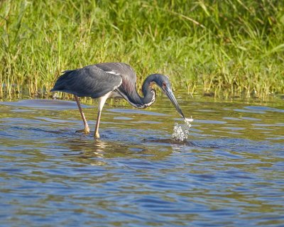 Tri Color Heron with Catch
