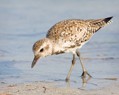 Black Bellied Plover or Dowitcher?