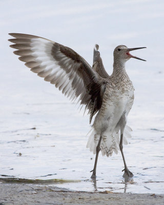 Excited Willet