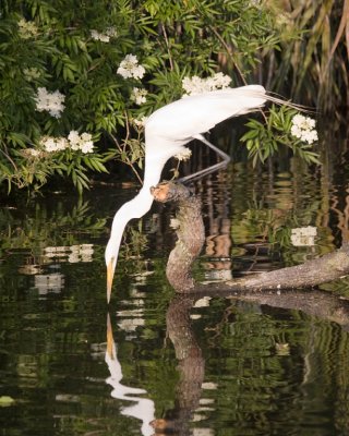 Great Egret Sipping Water