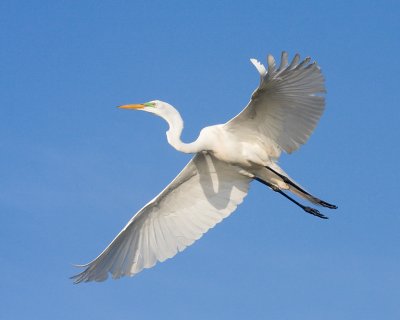 Great Egret Wingspan
