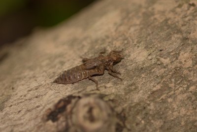 Dragonfly Nymph