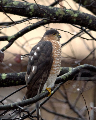 Sharp-shinned Hawk