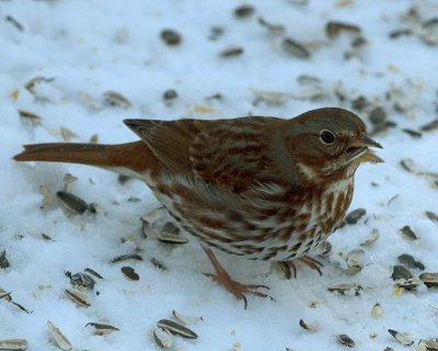 Fox Sparrow