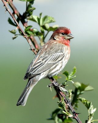 House Finch