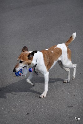 Pepsi-dog