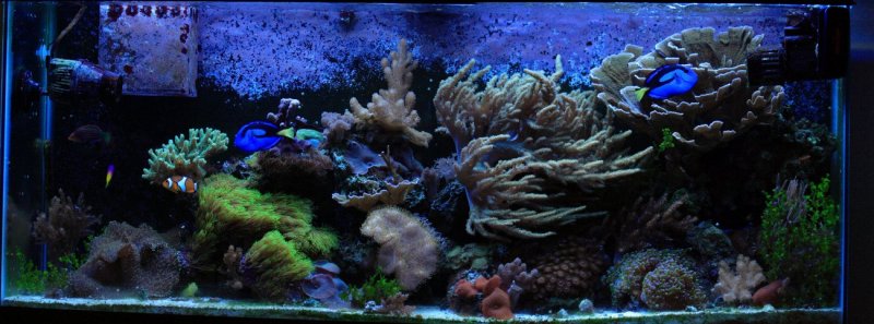 Mature 55 gal  tank
