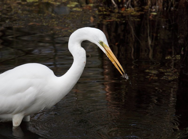 Great Egret with Speared Catch