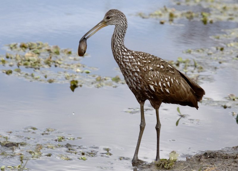 Limpkin with Clam