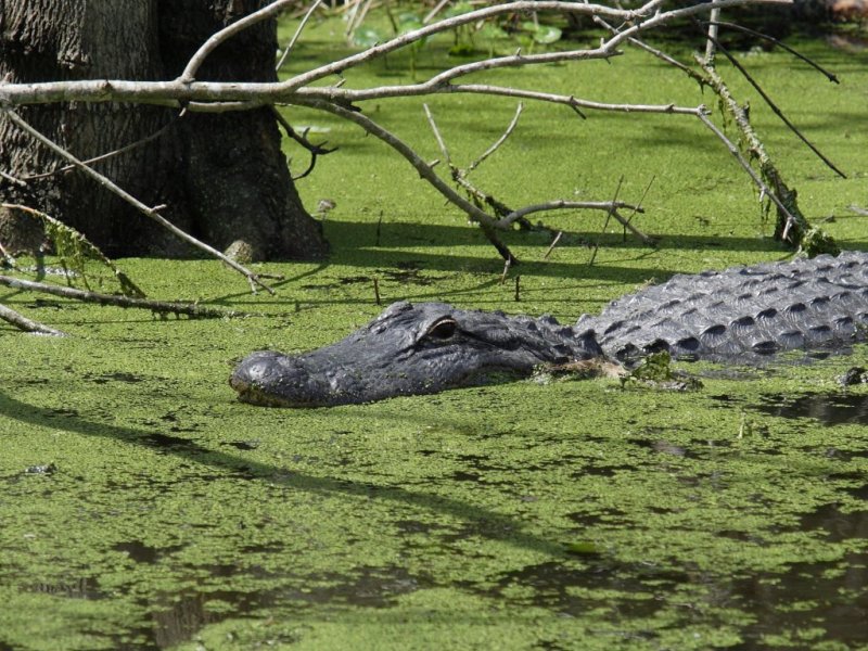 Gator at Lake Trafford, Immokalee, Fl.