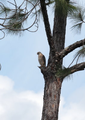 Red Shouldered Hawk