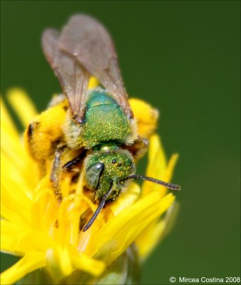 Metallic Green Bee - Agapostemon sp.jpg
