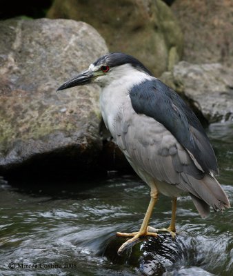 Night Heron Nycticorax nycticorax.jpg