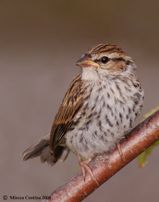 Chipping Sparrow (Spizella passerina)-Juvenile