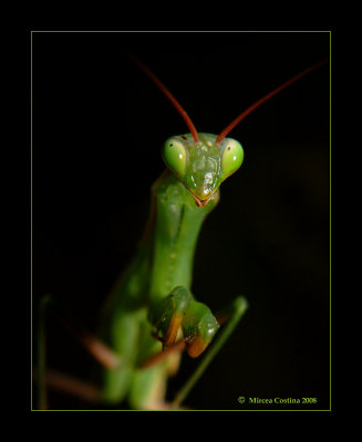 Mantis religiosa