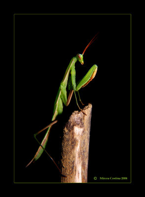 Mantis religiosa