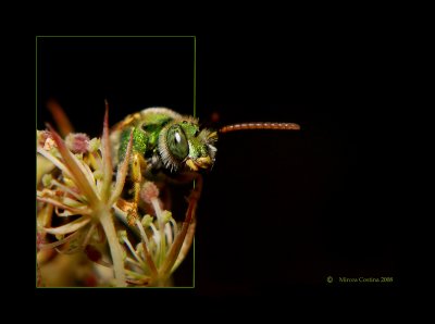 Metallic Green Bee - Agapostemon spp.jpg