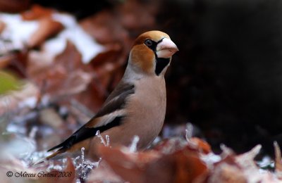  Hawfinch,  Grosbec casse-noyaux(Coccothraustes coccothraustes)