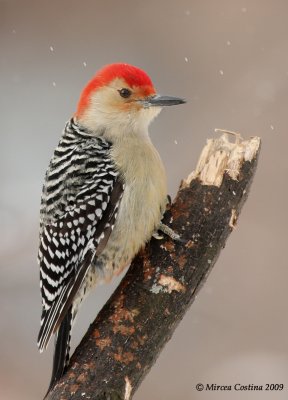 Red-bellied woodpecker (Melanerpes carolinus)