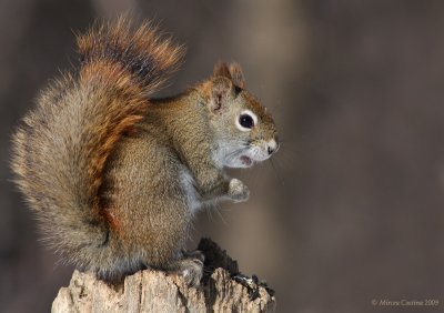 North American red squirrel (Tamiasciurus hudsonicus)