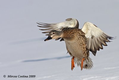 Mallard (Anas-platyrhynchos) female in flight