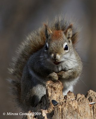 North American red squirrel (Tamiasciurus hudsonicus)