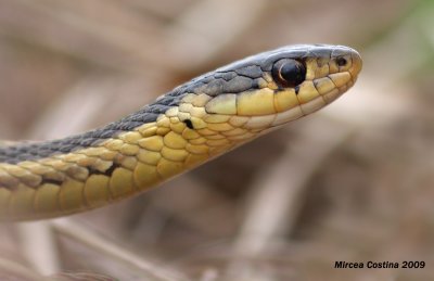 The common garter snake (Thamnophis sirtalis)